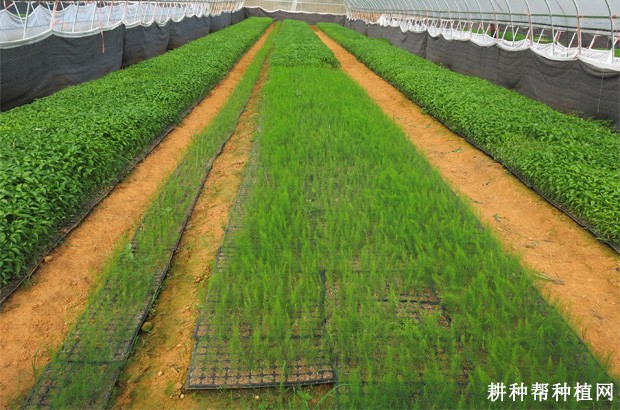 芦笋什么时候播种育苗？