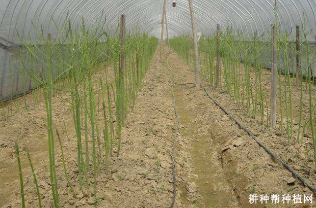 芦笋直播栽培有什么优点和缺点？