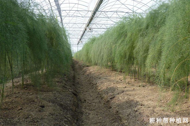 什么是芦笋促成栽培? 什么是芦笋促成栽培?