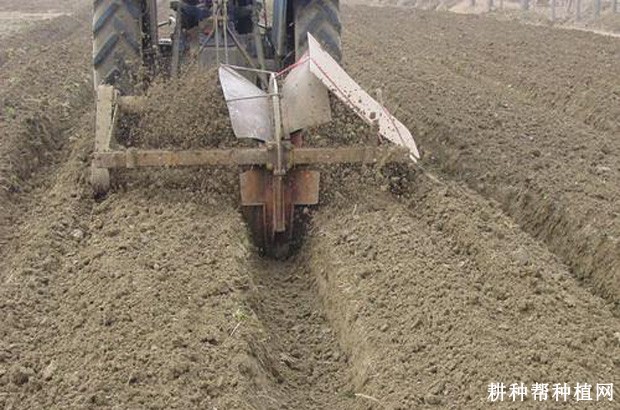 芦笋苗如何移栽定植？