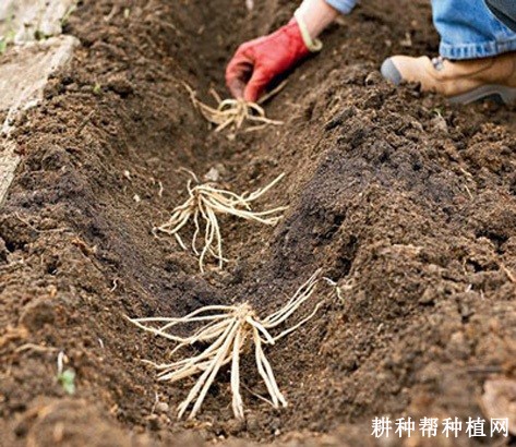 芦笋每年可以种植几季？