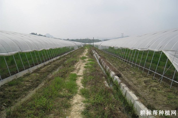 大棚栽培芦笋采收期如何管理？