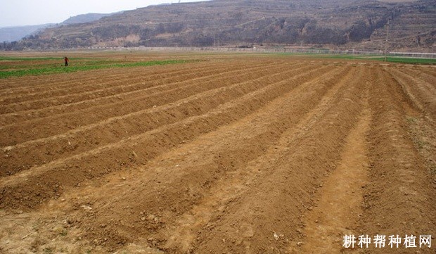 芦笋种植需要哪些条件? 芦笋种植需要哪些条件?