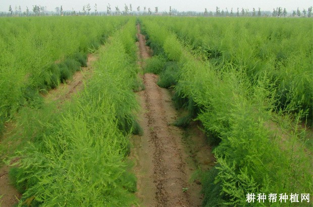 芦笋种植需要哪些条件? 芦笋种植需要哪些条件?