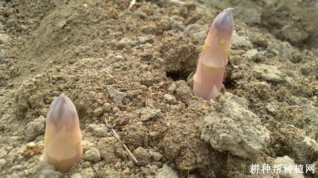 芦笋种植需要哪些条件? 芦笋种植需要哪些条件?