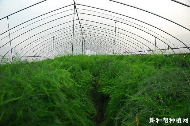 大棚栽培芦笋采收期如何管理？