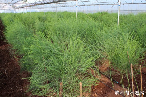 芦笋种植需要哪些条件? 芦笋种植需要哪些条件?