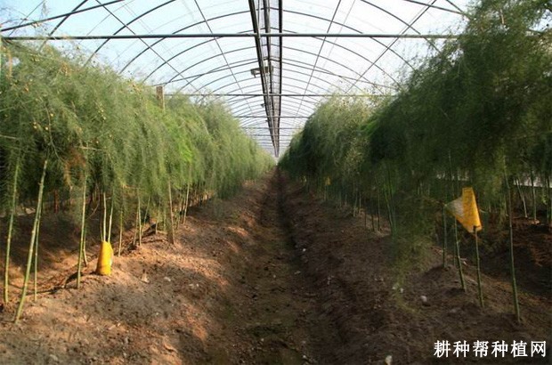 大棚栽培芦笋采收期如何管理？