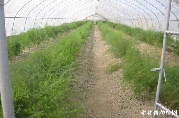 大棚栽培芦笋采收期如何管理？