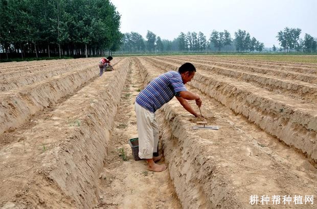 芦笋栽植行距株距是多少? 芦笋栽植行距株距是多少?