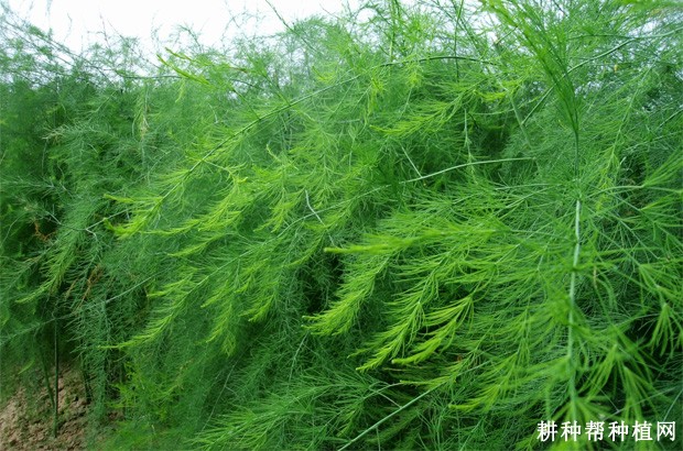 芦笋采笋期间如何管理? 芦笋采笋期间如何管理?