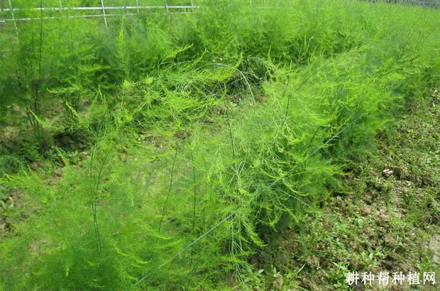 芦笋采笋期间如何管理? 芦笋采笋期间如何管理?