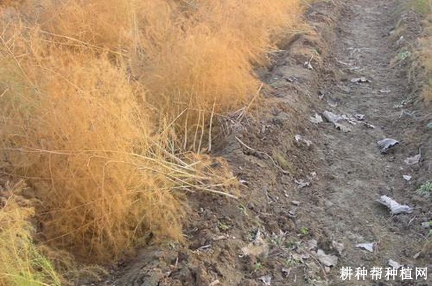 芦笋冬季如何管理？