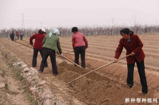 芦笋冬季如何管理？