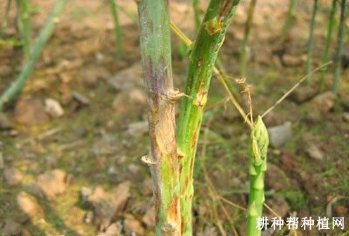 芦笋秋季如何管理? 芦笋秋季如何管理?