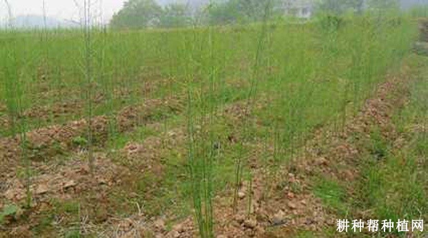 芦笋秋季如何管理? 芦笋秋季如何管理?