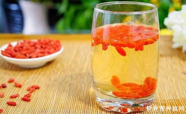 枸杞子泡水有什么功效? 枸杞子泡水有什么功效?