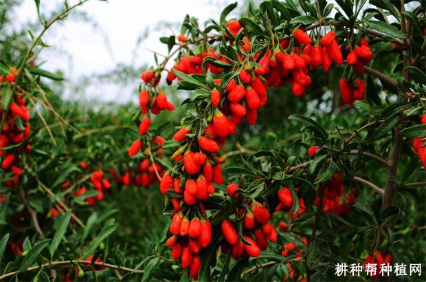 枸杞的产地是哪里? 枸杞的产地是哪里?