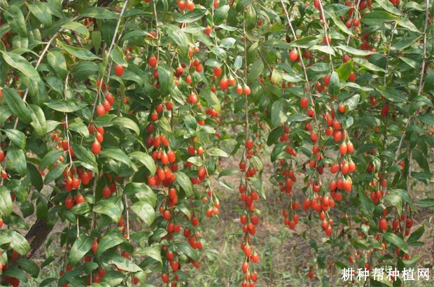 枸杞的产地是哪里? 枸杞的产地是哪里?