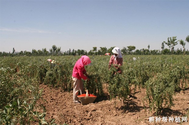 枸杞的产地是哪里? 枸杞的产地是哪里?