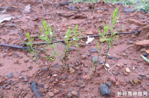 芦笋直播栽培苗期如何管理？