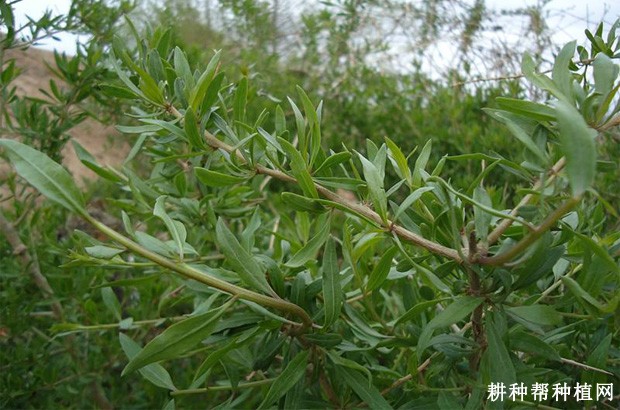 枸杞叶的功效与作用是什么? 枸杞叶的功效与作用是什么?