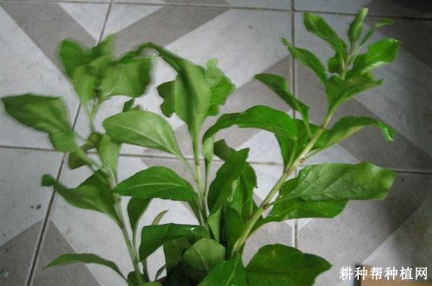 枸杞叶的功效与作用是什么? 枸杞叶的功效与作用是什么?