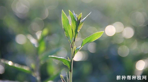 枸杞叶的功效与作用是什么? 枸杞叶的功效与作用是什么?