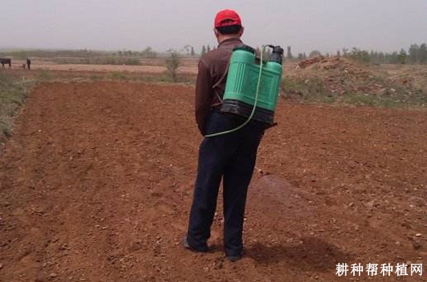 芦笋直播栽培如何除草？