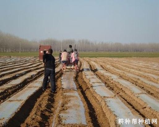 芦笋直播栽培如何除草？