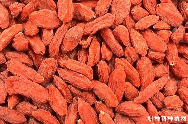 枸杞子有哪些营养成分? 枸杞子有哪些营养成分?