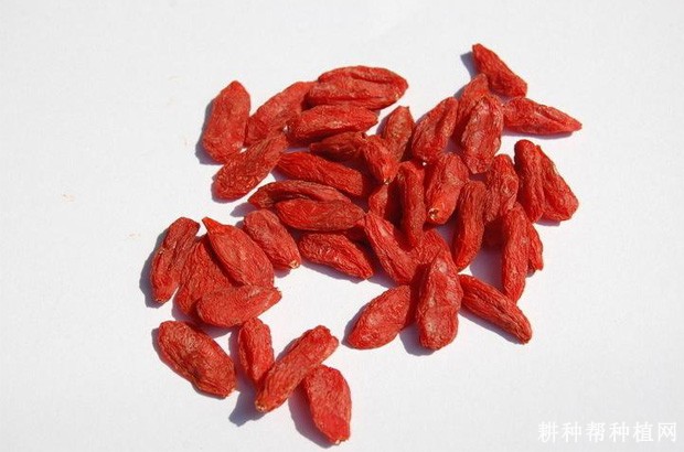 枸杞子有哪些营养成分? 枸杞子有哪些营养成分?