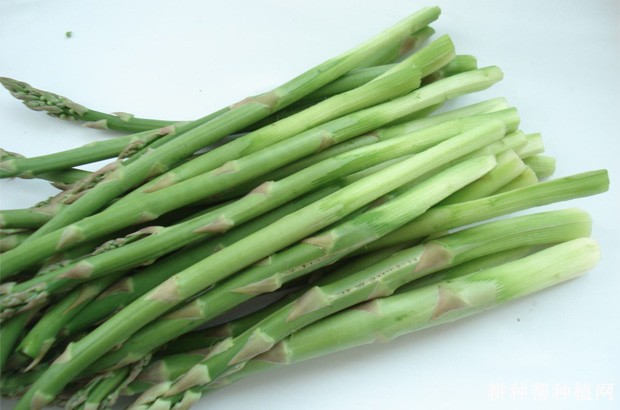 如何防止芦笋出现异味？