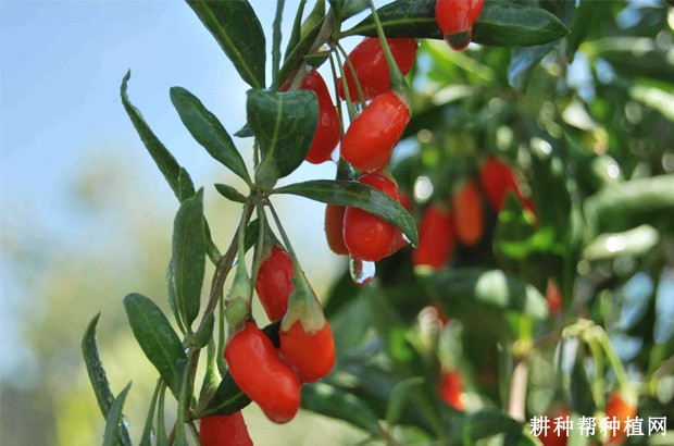 枸杞名字怎么来的？