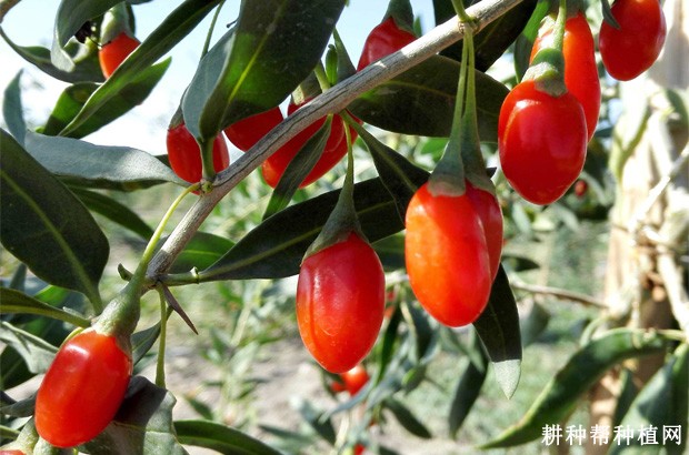 枸杞名字怎么来的？