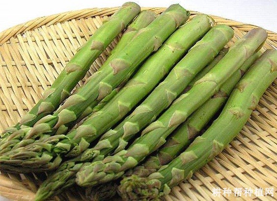 芦笋空心如何预防？