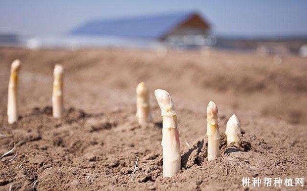 芦笋空心如何预防？