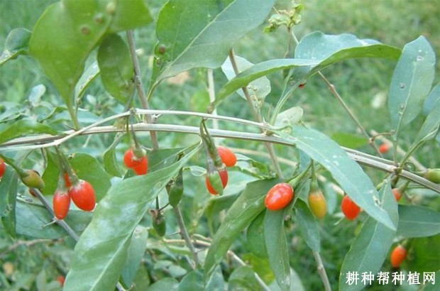 枸杞的果实有什么特点? 枸杞的果实有什么特点?