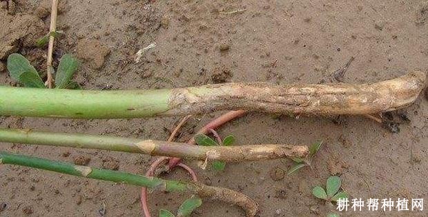 如何防止芦笋嫩茎开裂？