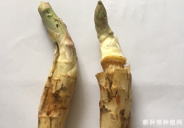 如何防止芦笋嫩茎开裂？