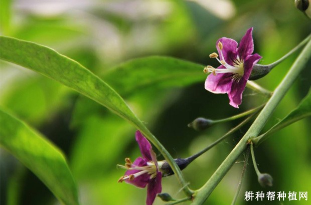 枸杞的花有什么特点? 枸杞的花有什么特点?