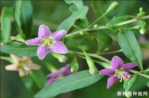 枸杞的花有什么特点? 枸杞的花有什么特点?