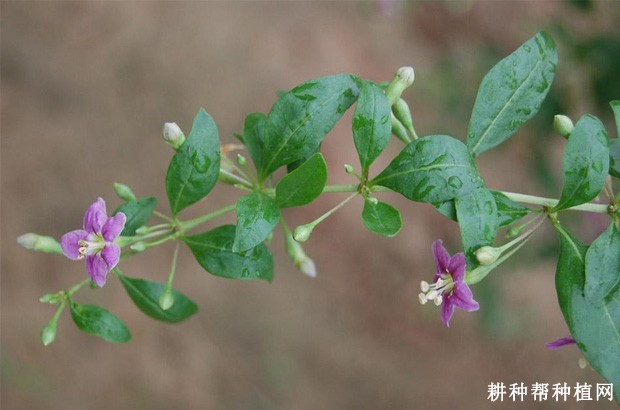 枸杞的花有什么特点? 枸杞的花有什么特点?