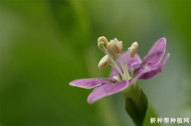 枸杞的花有什么特点? 枸杞的花有什么特点?