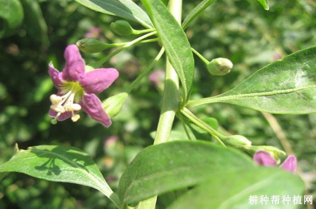 枸杞的花有什么特点? 枸杞的花有什么特点?