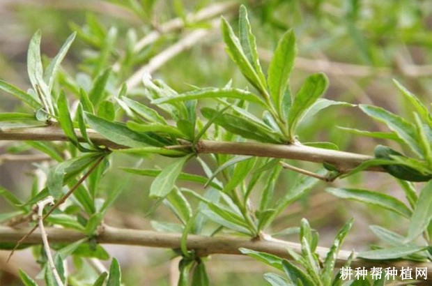 枸杞的叶片有什么特点？