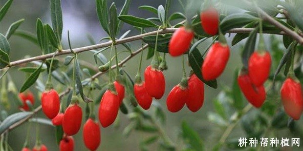 枸杞的叶片有什么特点？