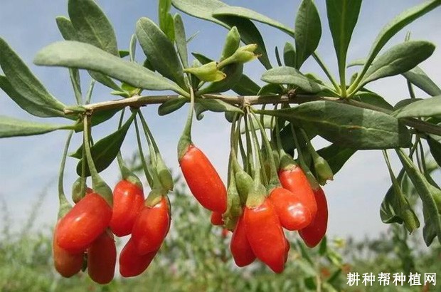 枸杞的叶片有什么特点？