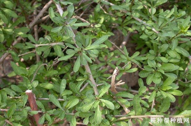 枸杞树的芽有什么特点？