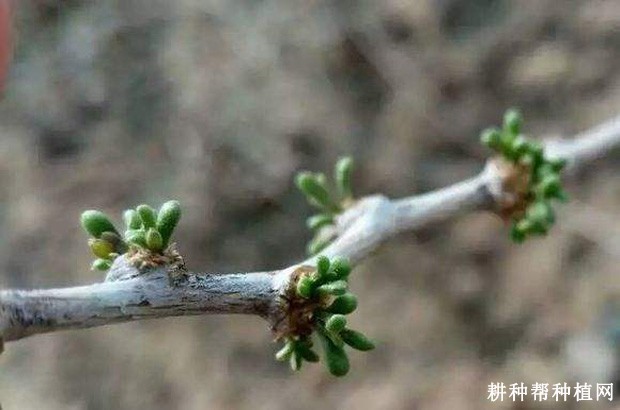 枸杞树的芽有什么特点？